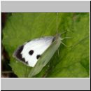 Pieris brassicae - Grosser Kohlweissling 10b.jpg